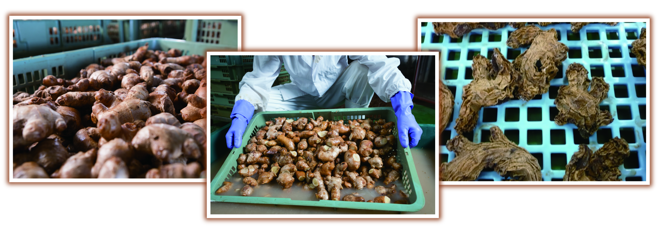 国産の生姜を特許製法で発酵・熟成のイメージ写真